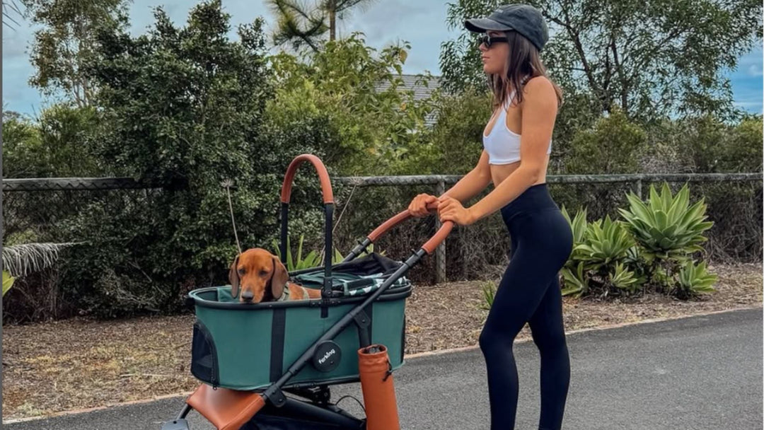 Is It Weird to Put Your Dog in a Stroller?